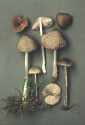 Nolanea staurospora2 Mushroom