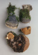 Fomes fomentarius 3 Mushroom