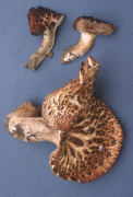 Sarcodon imbricatum Mushroom