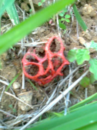 Clathrus ruber