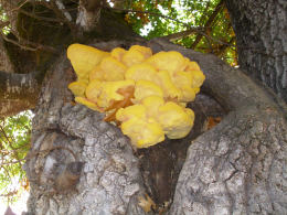 Laetiporus sulphureus   008