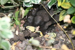 Xylaria polymorpha  David Tuckett
