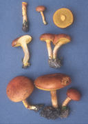 Boletus illudens Mushroom