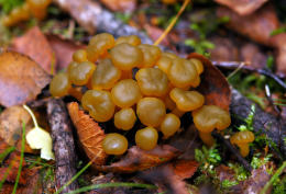 Leotia lubrica4