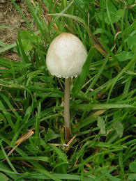 Panaeolus sphinctrinus