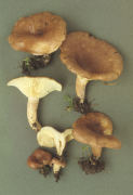 Lactarius hysginus Mushroom
