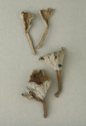 Pseudocraterellus sinuosus2 Mushroom