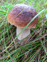 Cep Richard Scott