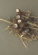 Cyathus striatus 3 Mushroom