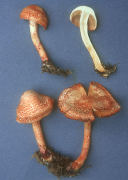 Cortinarius bolaris Mushroom