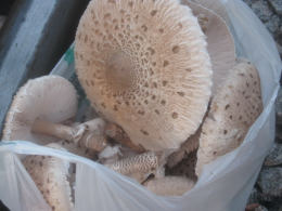 Lepiota procera4