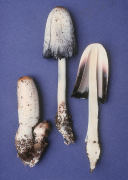 Coprinus comatus Mushroom