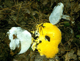 Boletus subtomentosus2