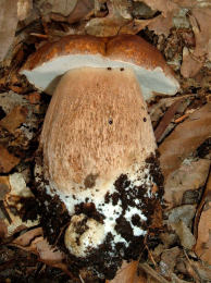 Boletus aestivalis