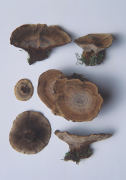 Coltricia perennis 2 Mushroom