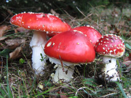 Amanita muscaria 26