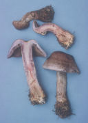 Cortinarius cyanites Mushroom