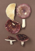 Russula krombholtzii syn atropurpurea Mushroom