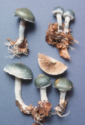 Stropharia aeruginosa Mushroom