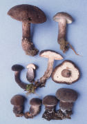 Tylopilus alboater Mushroom