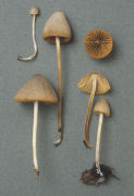 Conocybe rickenii Mushroom