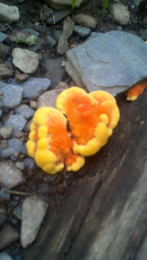 Laetiporus sulphureus 008