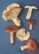 Lactarius volemus Mushroom