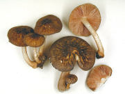 Pluteus umbrosus GK Mushroom