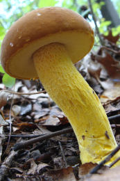 Boletus auripes