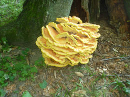 Laetiporus sulphureus   008