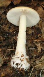 Amanita gemmata 3