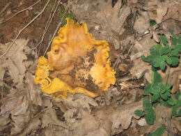 Cantharellus cibarius2