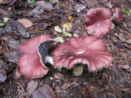 Stropharia rugosoannulataWF
