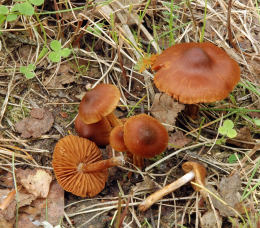 Cortinarius gentilis 4