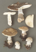 Amanita spissa3 Mushroom
