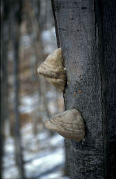 Fomes fomentarius 7