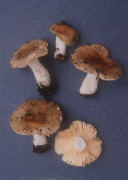 Russula odorata Mushroom