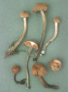 Inocybe calamistrata Mushroom