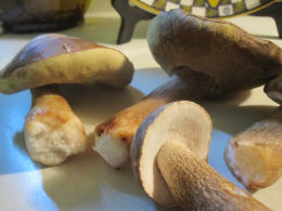 Boletus variipes2