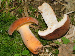 Lactarius volemus