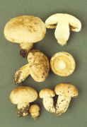 Tricholoma acerbum Mushroom