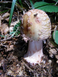 Amanita rubescens 6