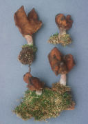 Gyromitra infula Mushroom