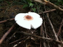 Lepiota americana2