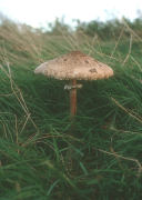 Macrolepiota procera field Mushroom