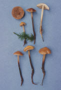 Phaeocollybia similis Mushroom