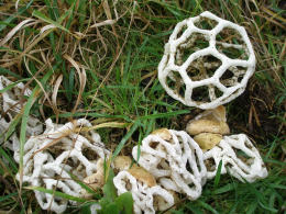 Ileodictyon cibarium 6 Mushroom
