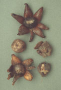 Astraeus hygrometricus3 Mushroom