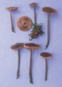 Collybia alkalivirens Mushroom
