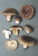 Russula sororia Mushroom